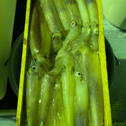 あみや渡船 JIGBOY 釣果