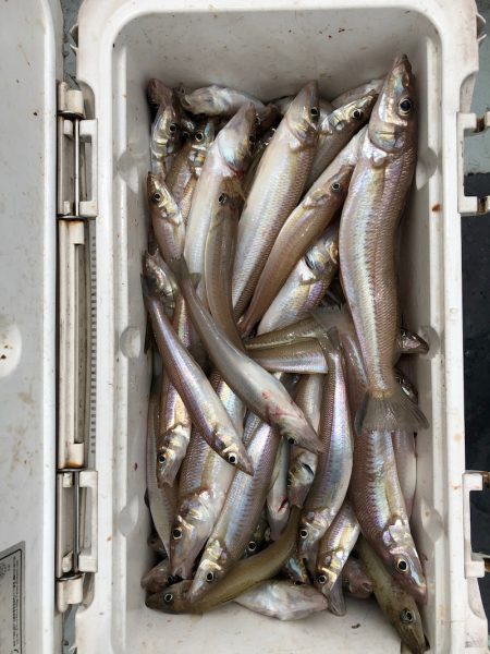 フィッシング　キッタカ 釣果