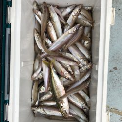 フィッシング　キッタカ 釣果