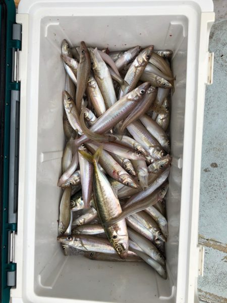 フィッシング　キッタカ 釣果