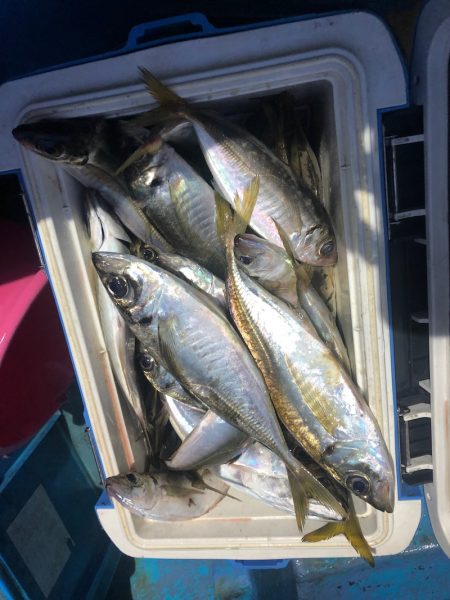 ヤザワ渡船 釣果