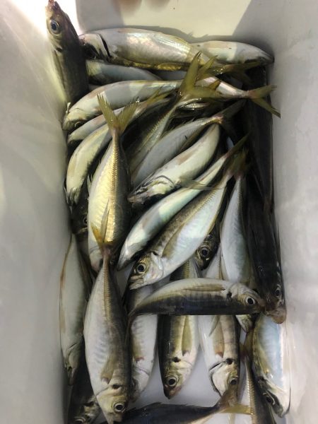 ヤザワ渡船 釣果