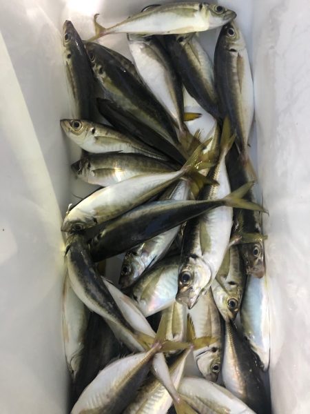 ヤザワ渡船 釣果
