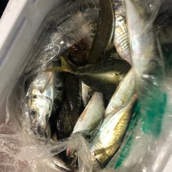 ヤザワ渡船 釣果
