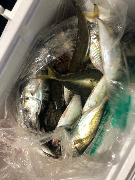 ヤザワ渡船 釣果