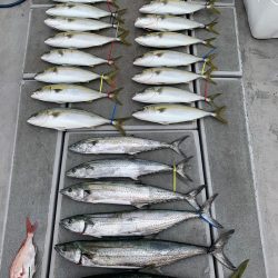 SeaRide(シーライド) 釣果