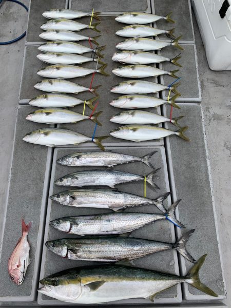 SeaRide(シーライド) 釣果