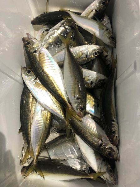 ヤザワ渡船 釣果