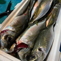 愛海丸 釣果