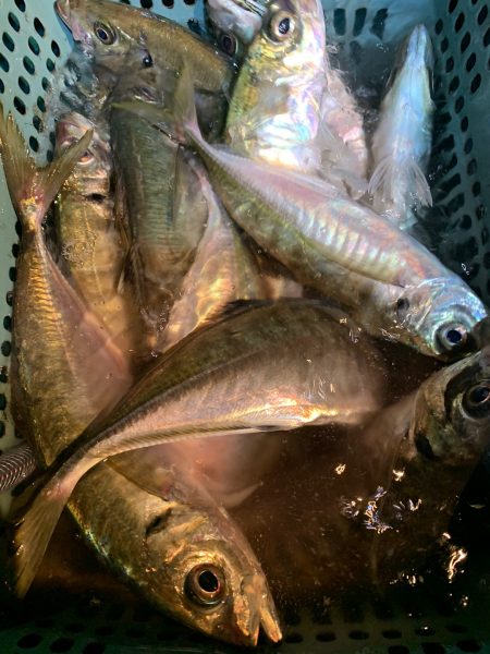 愛海丸 釣果