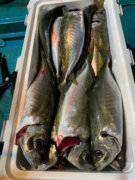 愛海丸 釣果