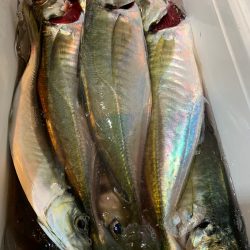 愛海丸 釣果