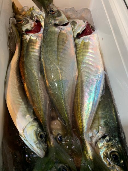 愛海丸 釣果