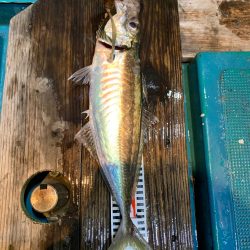 愛海丸 釣果