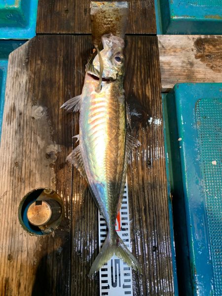 愛海丸 釣果