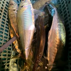 愛海丸 釣果