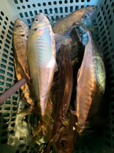 愛海丸 釣果