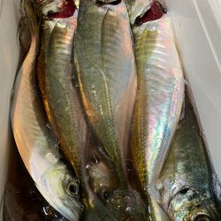 愛海丸 釣果