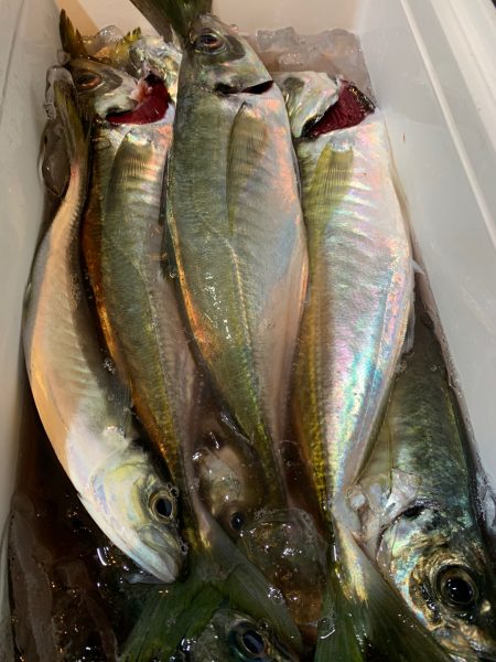愛海丸 釣果