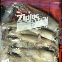 第二八坂丸 釣果