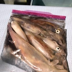 第二八坂丸 釣果