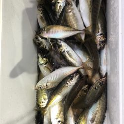 ヤザワ渡船 釣果