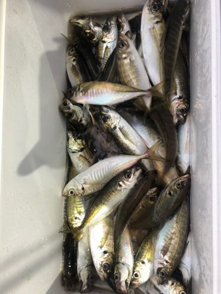 ヤザワ渡船 釣果