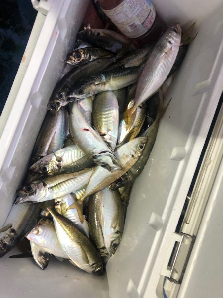 ヤザワ渡船 釣果