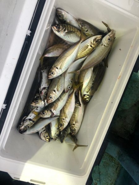 ヤザワ渡船 釣果