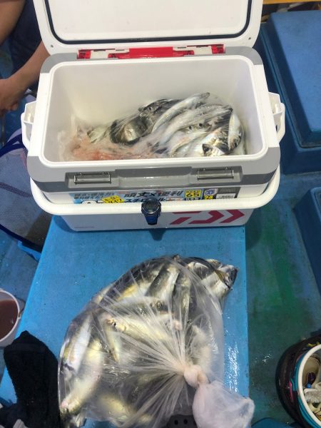 ヤザワ渡船 釣果