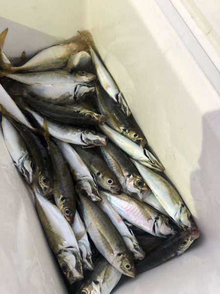 ヤザワ渡船 釣果