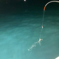 あみや渡船 JIGBOY 釣果