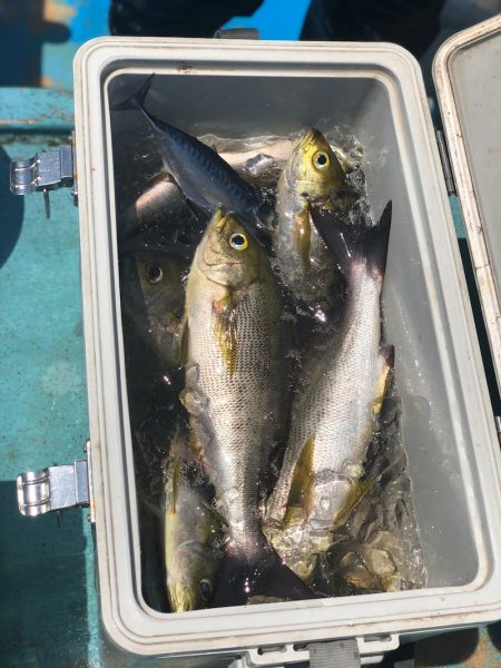 丸万釣船 釣果