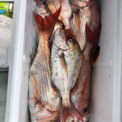 フィッシング キッタカ 釣果