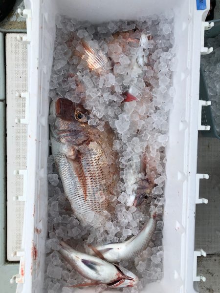 フィッシング キッタカ 釣果