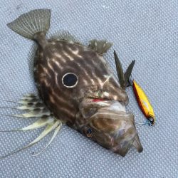 渡船屋たにぐち 釣果