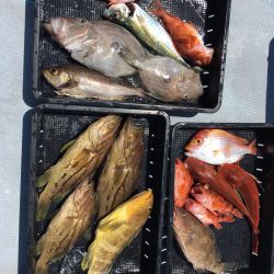 渡船屋たにぐち 釣果