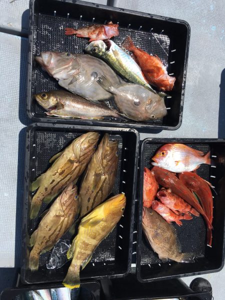 渡船屋たにぐち 釣果