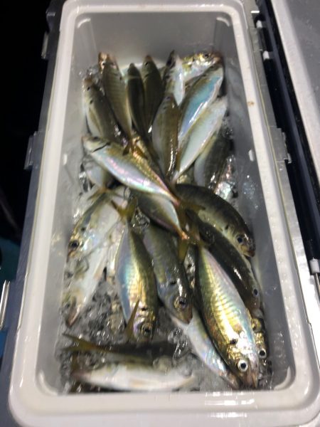 ヤザワ渡船 釣果