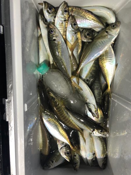 ヤザワ渡船 釣果