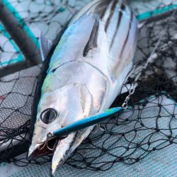 ＴＡＲＯＭＡＲＵ 釣果