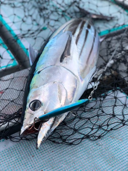 ＴＡＲＯＭＡＲＵ 釣果