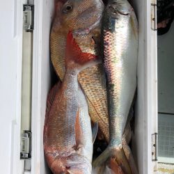 フィッシング キッタカ 釣果