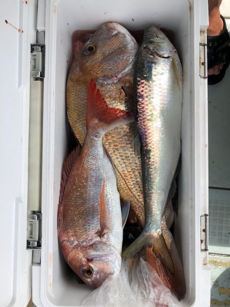 フィッシング キッタカ 釣果