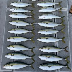 SeaRide(シーライド) 釣果