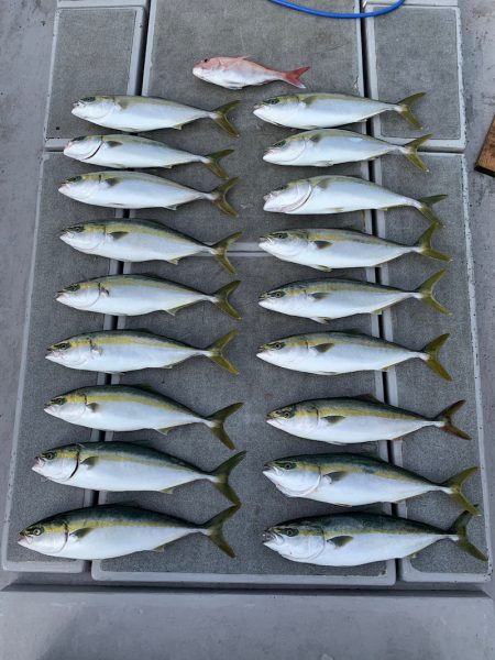 SeaRide(シーライド) 釣果