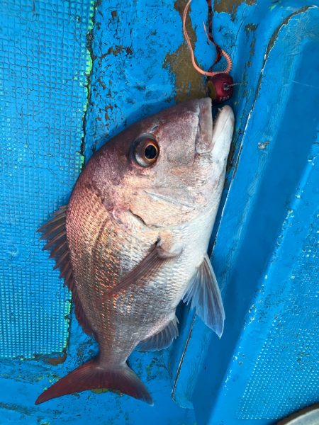 太平丸 釣果