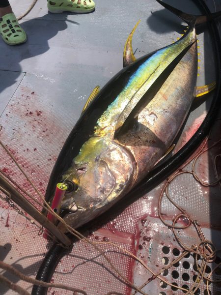 ＴＡＲＯＭＡＲＵ 釣果