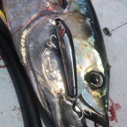 ＴＡＲＯＭＡＲＵ 釣果