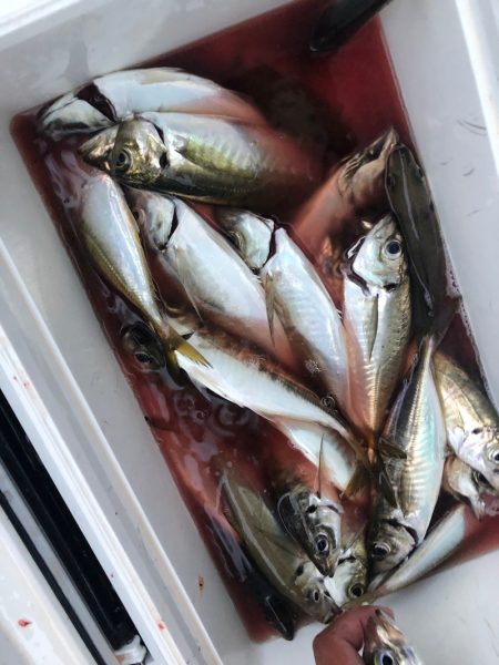 ヤザワ渡船 釣果